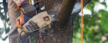 Best Lot and Land Clearing  in South St Paul, MN